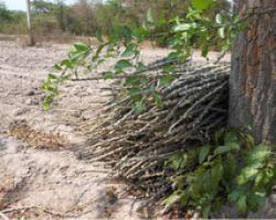 เกษตรอินทรีย์เพิ่มผลผลิตมันสัมปะหลังสี่เท่าที่พนมทวน