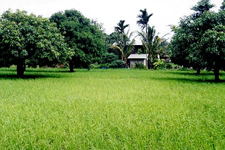 การกลับมาของสวรรค์บ้านนา3